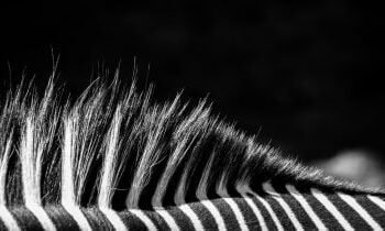 Majitel Juventusu odmítl nabídku na akvizici od Tether 1 Juventus owner rejects acquisition offer from Tether