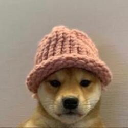 dogwifhat jumps 16% – but massive resistance stands in WIF’s path to more gains 3 dogwifhat jumps 16% – but massive resistance stands in WIF’s path to more gains